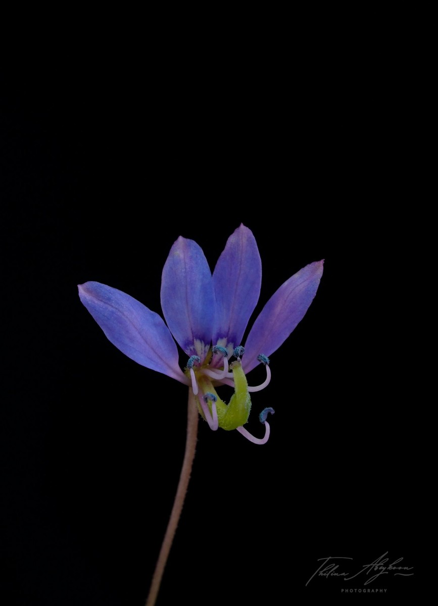 Cleome rutidosperma var. burmanni (Wight & Arn.) Siddiqui & S.N.Dixit